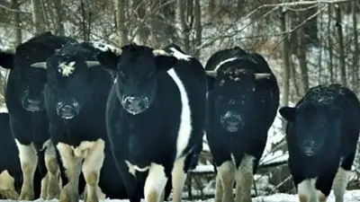 Las vacas salvajes que viven en Chernobyl Las vacas salvajes que viven en Chernobyl