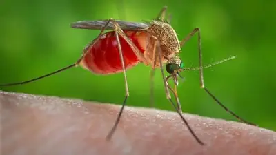 Buenos Aires: ¿por qué hay una invasión de mosquitos? Buenos Aires: ¿por qué hay una invasión de mosquitos?