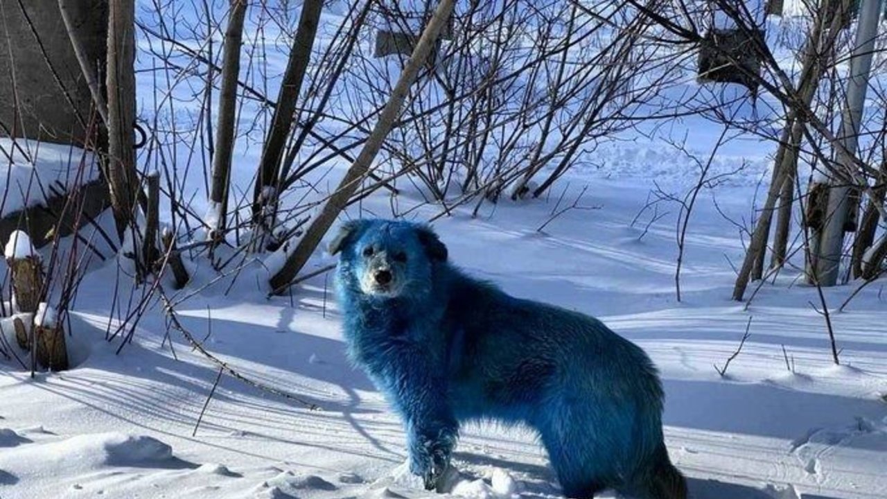 Misterio en Rusia por la aparición de perros de color azul que sorprenden al mundo