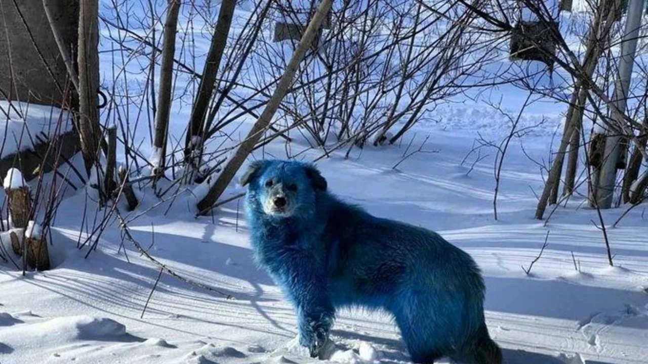 Misterio en Rusia por la aparición de perros de color azul que sorprenden al mundo