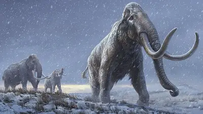 Mamut. Mamut.