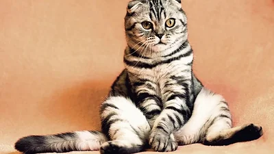 20 de febrero Día del Gato 20 de febrero Día del Gato