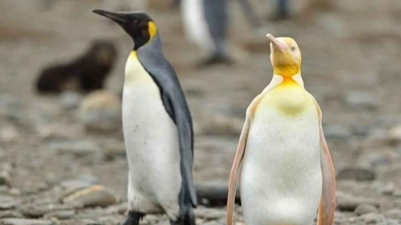 pingüino amarillo