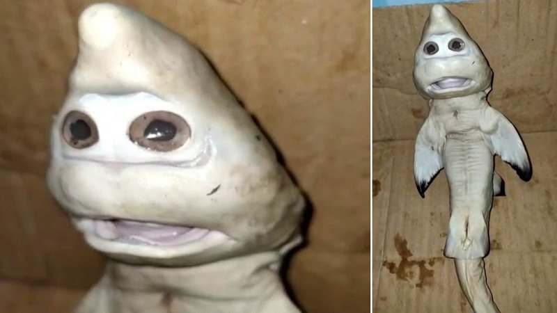 Tiburón con "cara de humano"