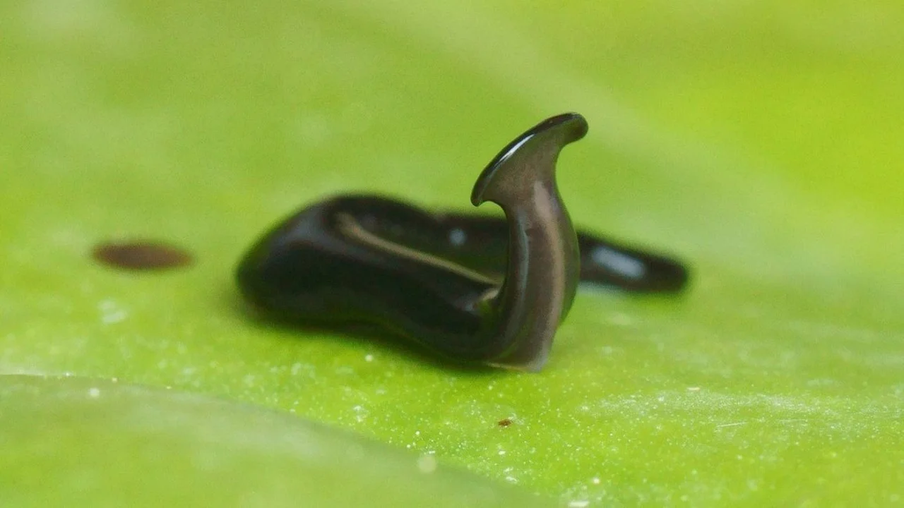 gusanos cabeza de martillo