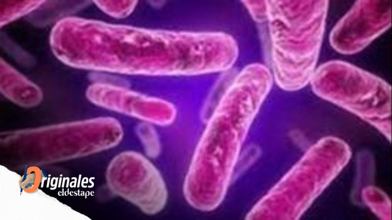Incorporarán a una conocida marca de yogures una bacteria probiótica aislada e identificada por científicos del Conicet