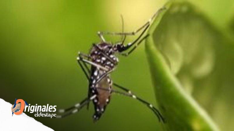 Un estudio alerta que uno de cada cuatro adultos del AMBA se habría infectado de dengue