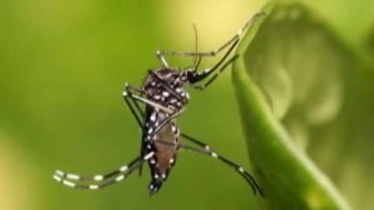 Un estudio alerta que uno de cada cuatro adultos del AMBA se habría infectado de dengue