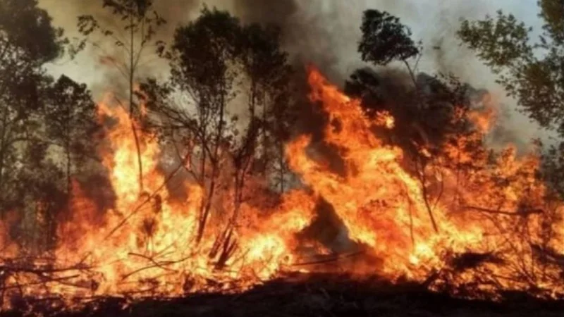 Incendios en el NEA:  los pequeños productores, los más afectados