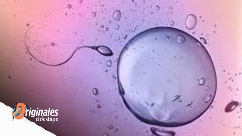 Postulan que un programa nutricional individualizado con probióticos mejora las chances de embarazo