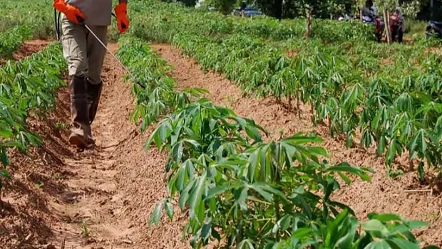 La agroecología y el reino del libre mercado   | Medio ambiente