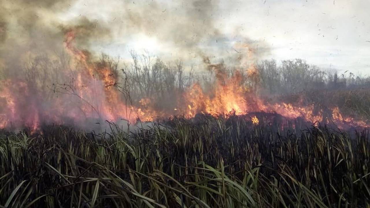 humedales, ley, dia mundial de los humedales
