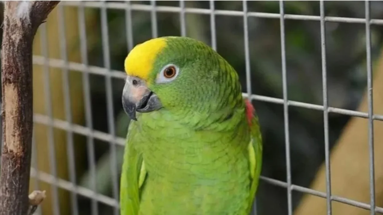 Gripe del loro