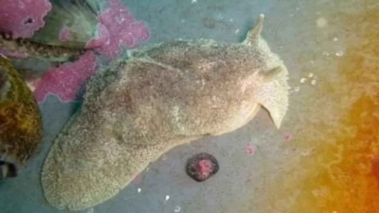 Babosas mata perros en la Costa Atlántica