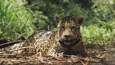 Armas, fotos de animales cazados y cuero de puma en el freezer: comienza el juicio contra el acusado de matar a un yaguareté Armas, fotos de animales cazados y cuero de puma en el freezer: comienza el juicio contra el acusado de matar a un yaguareté