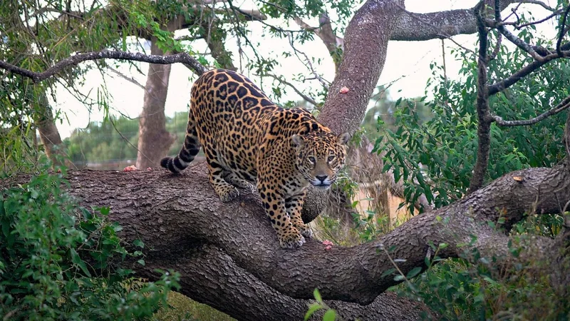 Murieron dos yaguaretés fundamentales para la preservación de la especie en el Iberá  