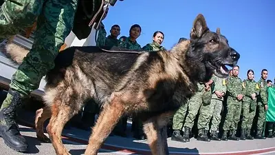 Proteo perro rescatista que murió en el terremoto en Turquía Proteo perro rescatista que murió en el terremoto en Turquía