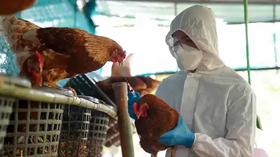 Oficializan una serie de"medidas extraordinarias" para frenar la propagación de la gripe aviar Oficializan una serie de"medidas extraordinarias" para frenar la propagación de la gripe aviar