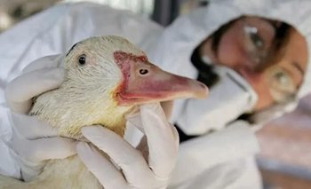 Nuevas medidas del Gobierno para frenar el avance de la gripe aviar  | Gripe aviar