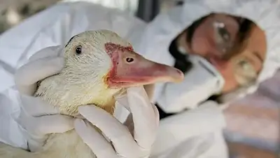 Confirman nuevos casos de gripe aviar, ahora en Santa Fe Confirman nuevos casos de gripe aviar, ahora en Santa Fe