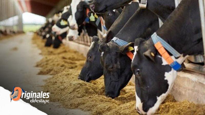Mientras los argentinos no pueden comer un asado, denuncian que Milei abrió un negocio con la exportación de carne