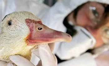 Detectan el primer caso de gripe aviar y el gobierno declara la emergencia sanitaria | Salud