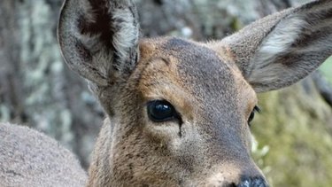 Por primera vez en 70 años, nace un huemul en semicautiverio en el país