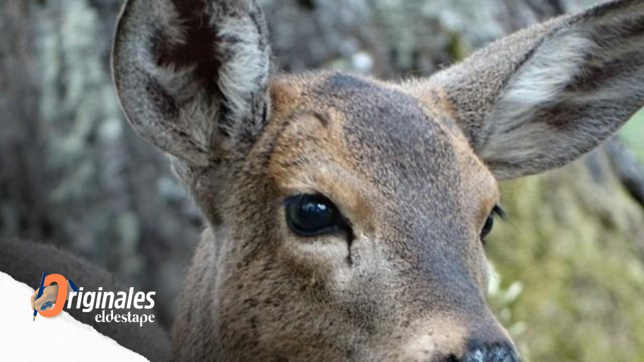 Por primera vez en 70 años, nace un huemul en semicautiverio en el país