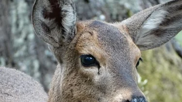 Por primera vez en 70 años, nace un huemul en semicautiverio en el país