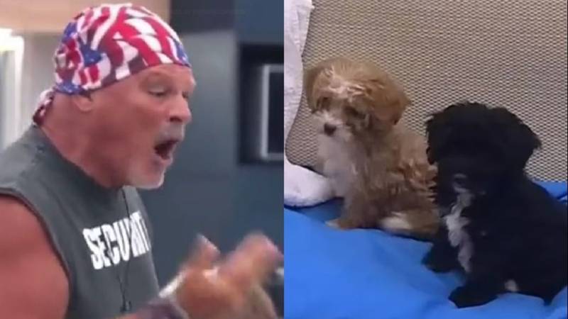 Gran Hermano. Alfa