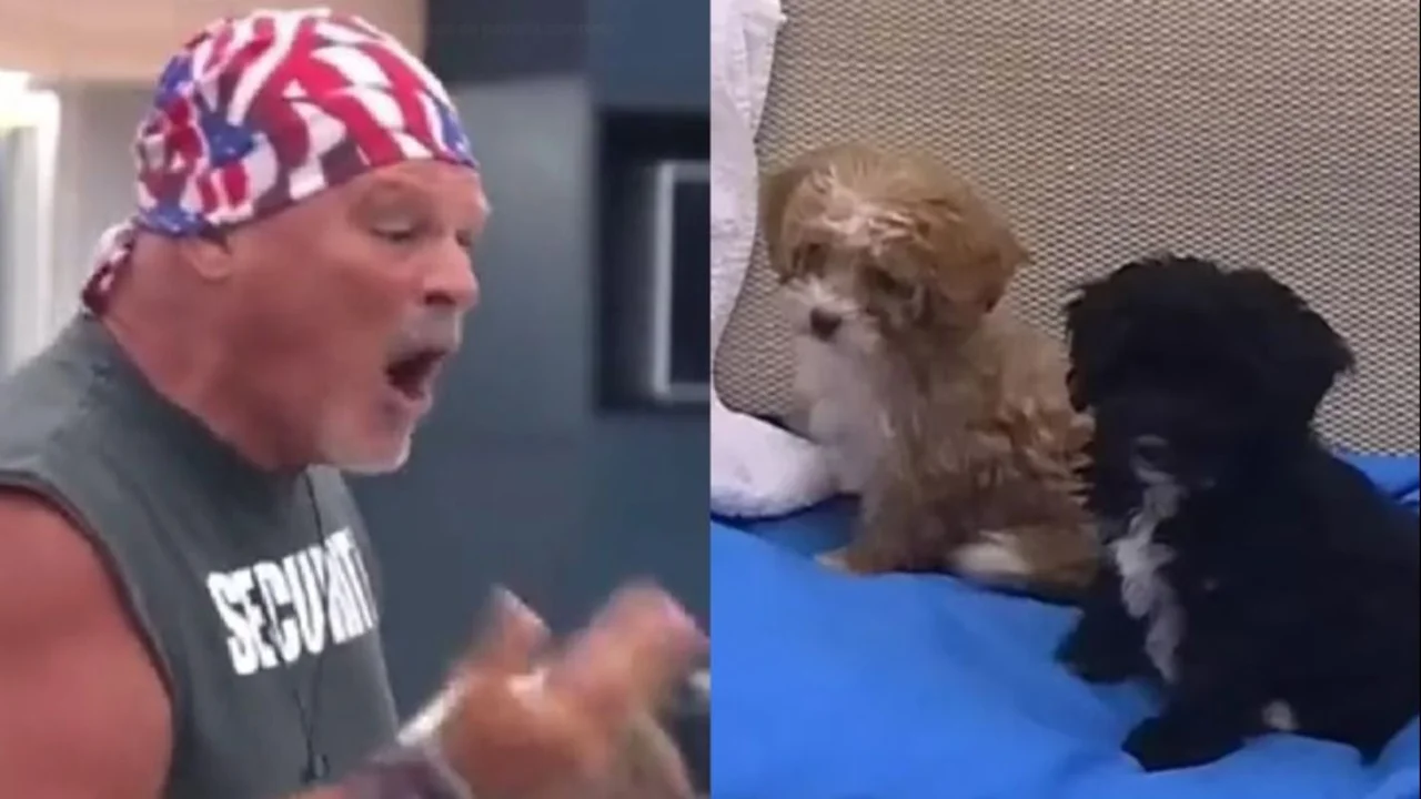 Gran Hermano. Alfa