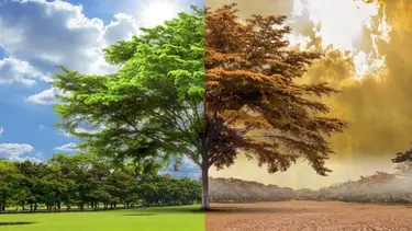 Secuestro de carbono: cómo podría desestabilizar grandes regiones del planeta