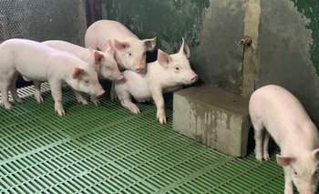 ¿Cerdos como donantes de órganos?: la respuesta del CONICET | Salud