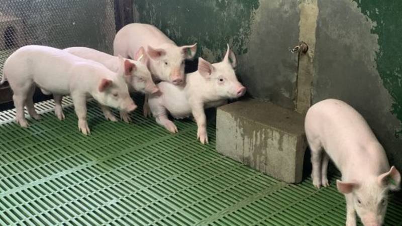 ¿Cerdos como donantes de órganos para humanos?: el estudio de investigadores del CONICET