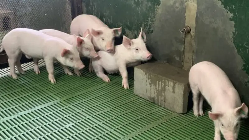 ¿Cerdos como donantes de órganos para humanos?: el estudio de investigadores del CONICET