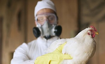 El Senasa confirmó en la última semana ocho nuevos casos de influenza aviar en el país | Salud