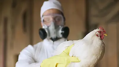 Alerta por gripe aviar: buscan prevenir una posible propagación del virus Alerta por gripe aviar: buscan prevenir una posible propagación del virus