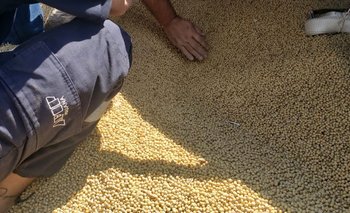 Investigan a 20 cerealeras por la subfacturación de $44.000 millones | Evasión