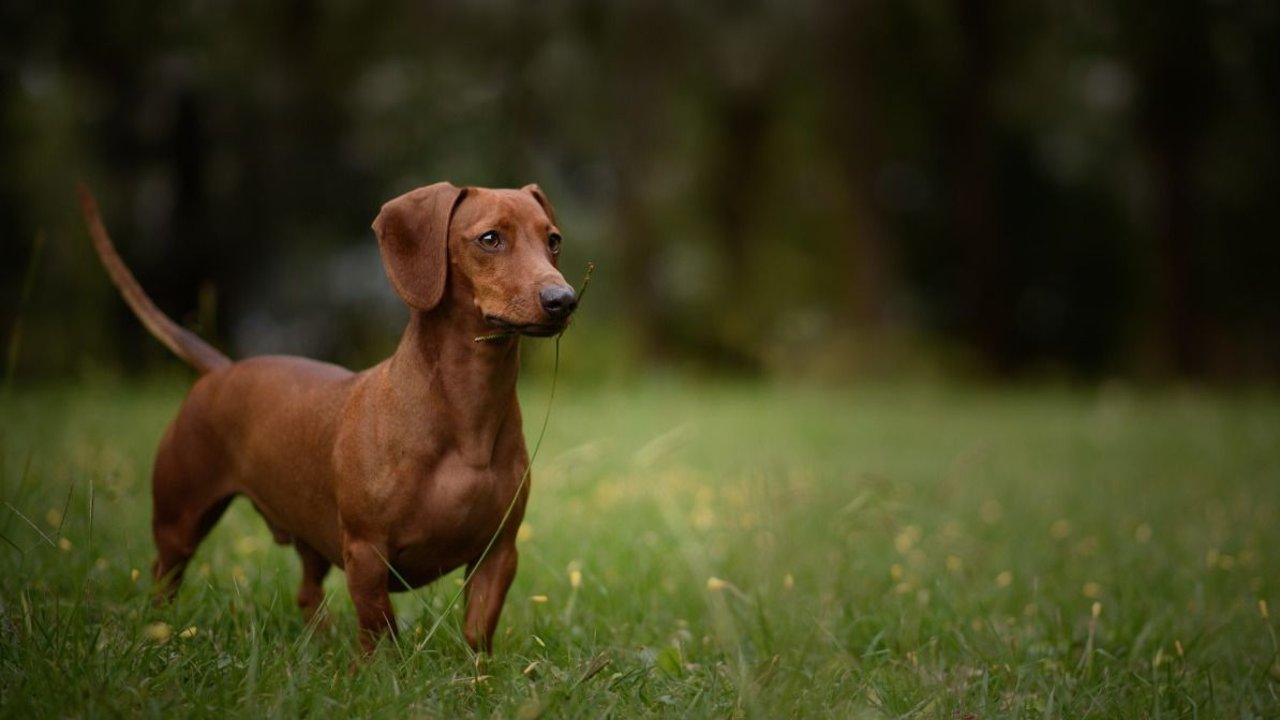 Perro Salchicha argentina