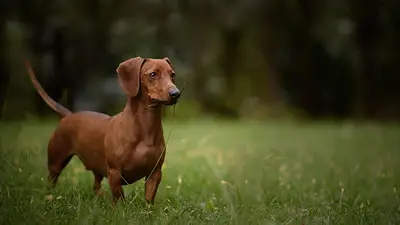 Perro Salchicha argentina Perro Salchicha argentina