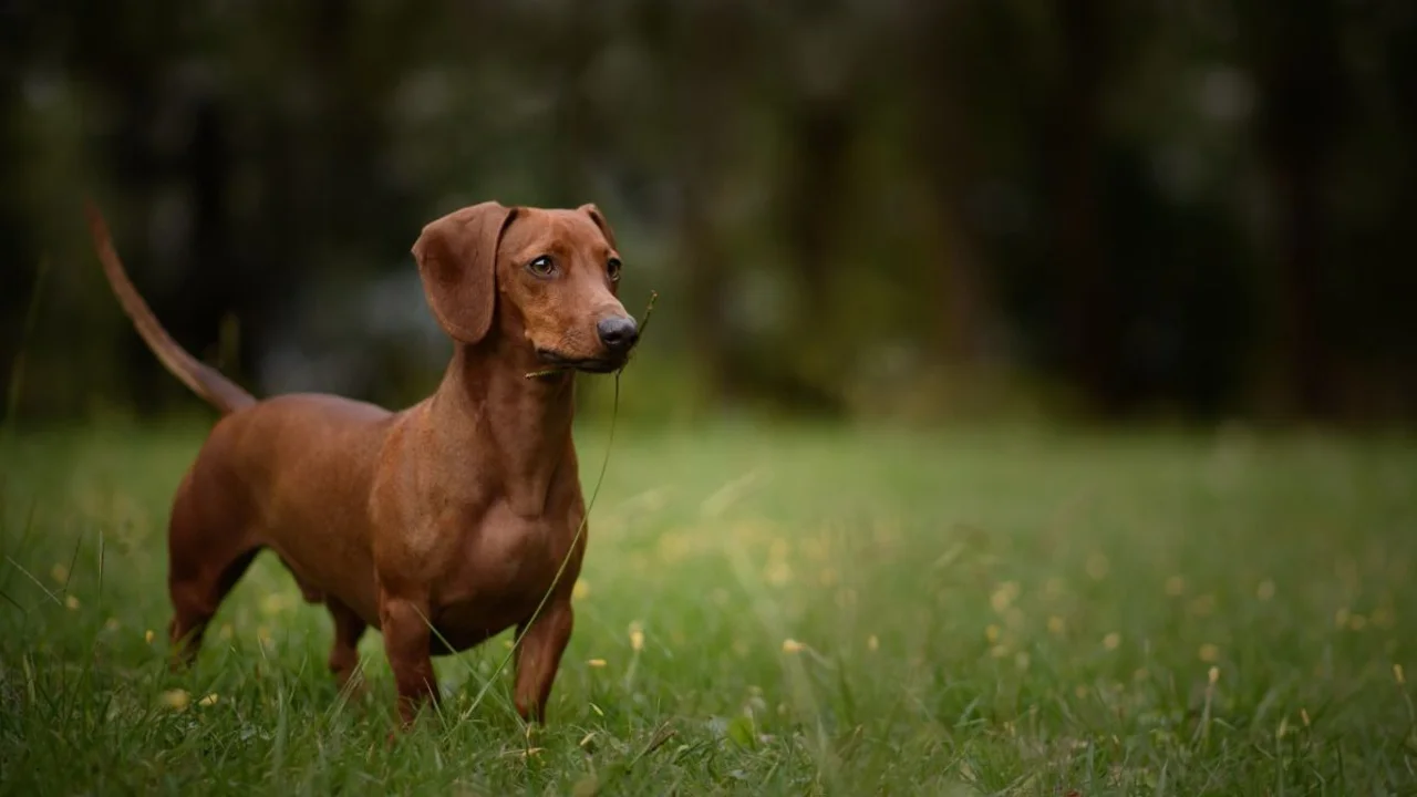 Perro Salchicha argentina