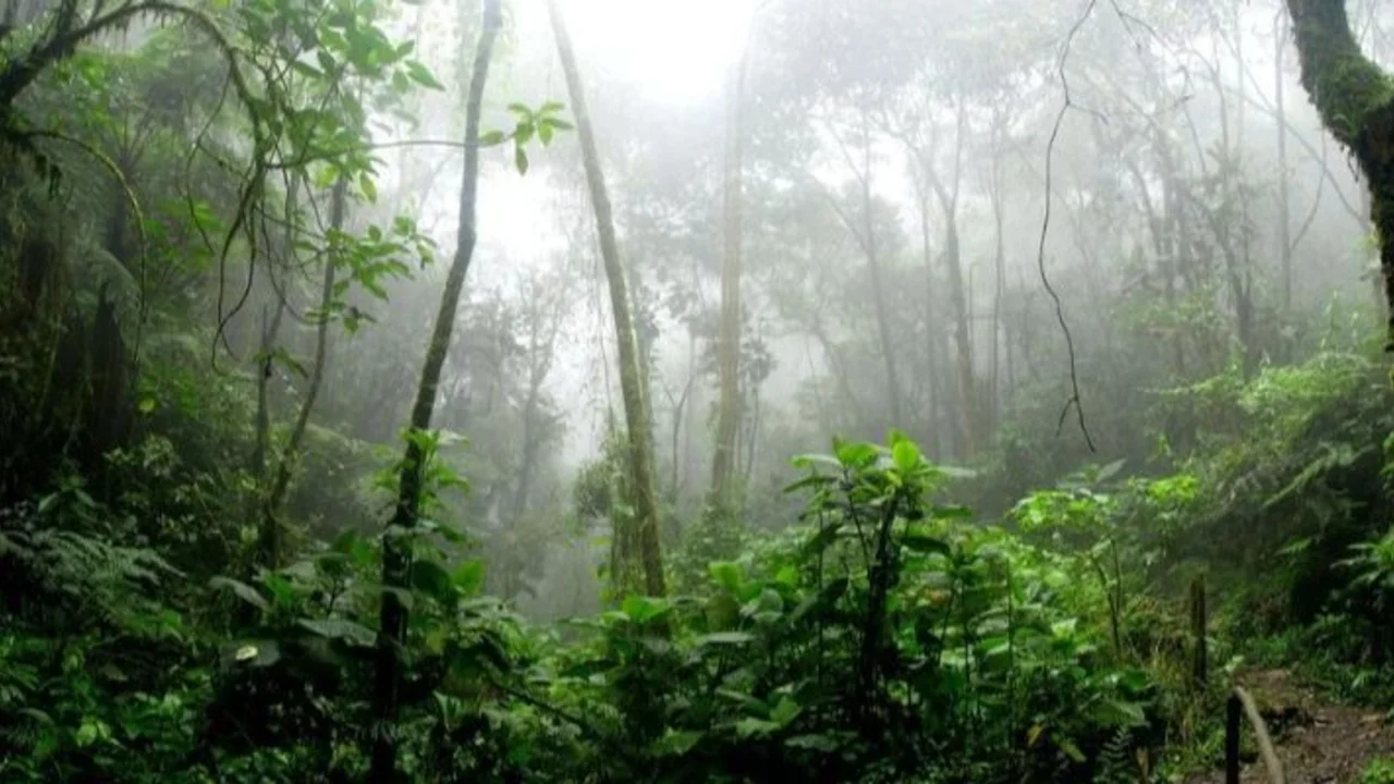 Amazonas entre bosques y selvas