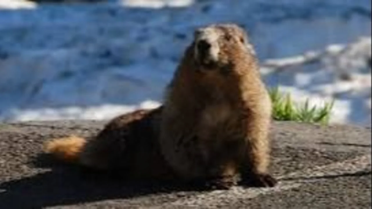 Día de la marmota: por qué se celebra hoy.