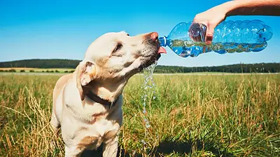 Fotografía de un perro tomando agua fresca para prevenir el golpe de calor Fotografía de un perro tomando agua fresca para prevenir el golpe de calor