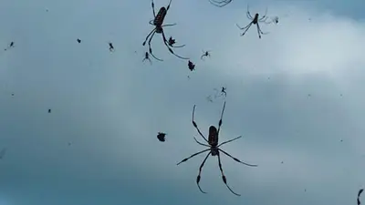 Imagen que se genera en una lluvia de arañas Imagen que se genera en una lluvia de arañas