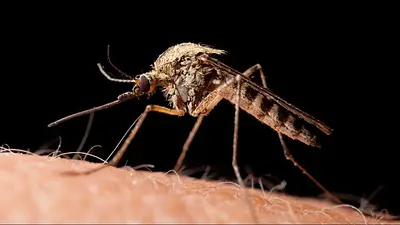 Adiós a los repelentes para mosquitos: el objeto que es furor para combatirlos. Adiós a los repelentes para mosquitos: el objeto que es furor para combatirlos.