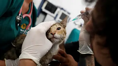 Veterinarios ayudan a perros, gatos y conejos heridos en incendios forestales en Chile Veterinarios ayudan a perros, gatos y conejos heridos en incendios forestales en Chile