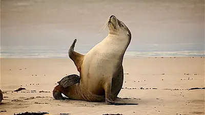 Animales varados Animales varados