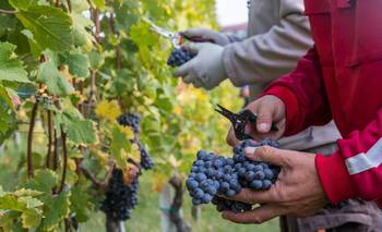 Revés para Sturzenegger: la Justicia confirmó la cautelar y frenó la desregulación del INV | Mendoza