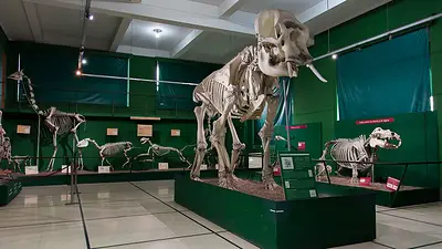 Museo Ciencias Naturales Museo Ciencias Naturales